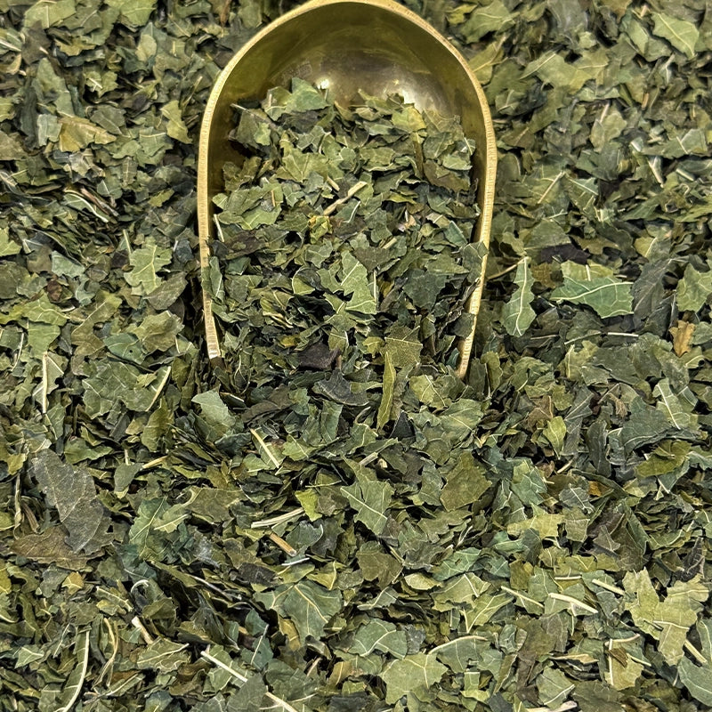 Herboristerie Moderne - Mûrier blanc BIO (Tisane en vrac) -  accompagner l’équilibre du métabolisme