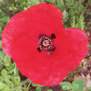 Coquelicot pétales (Tisane en vrac)