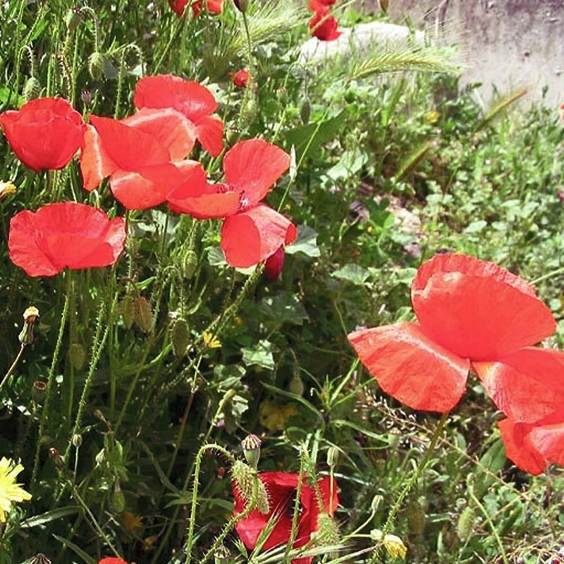 Coquelicot pétales (Tisane en vrac)