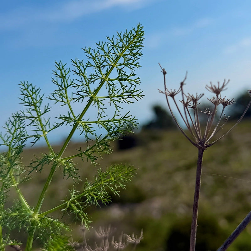hm-plantes-simple-Fenouil.webp
