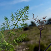 Fenouil graines BIO (Tisane en vrac)