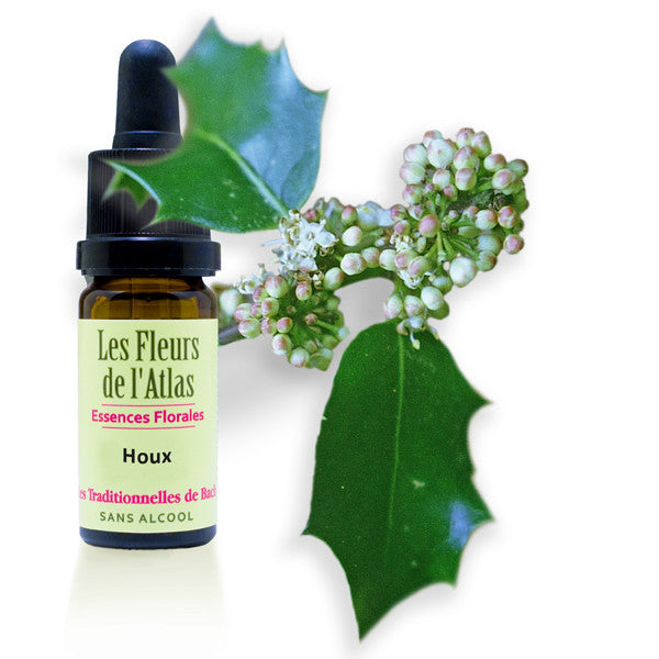 Houx Holly Fleur de l'Atlas