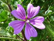 Mauve fleurs & tiges (Tisane en vrac)