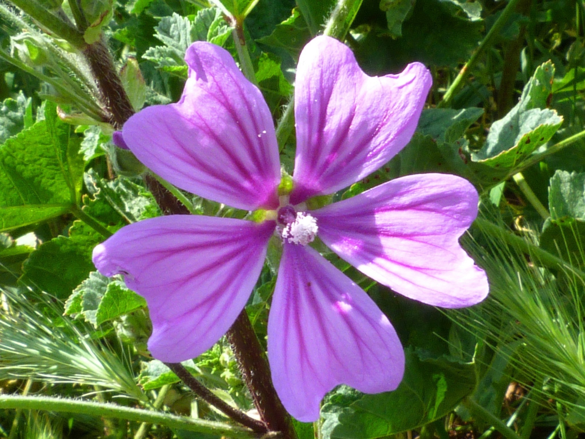 Mauve fleurs & tiges (Tisane en vrac)