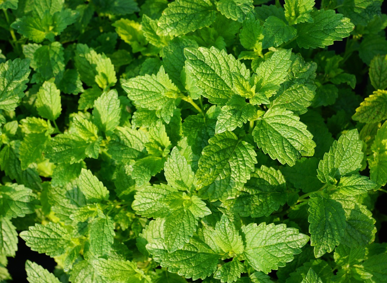 Shampooing-Douche Tonique BIO - Fraîcheur aux extraits de menthe et eucalyptus