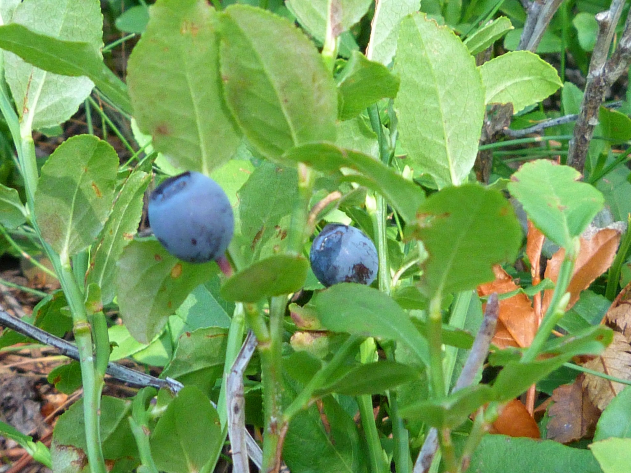 myrtille vaccinium myrtillus