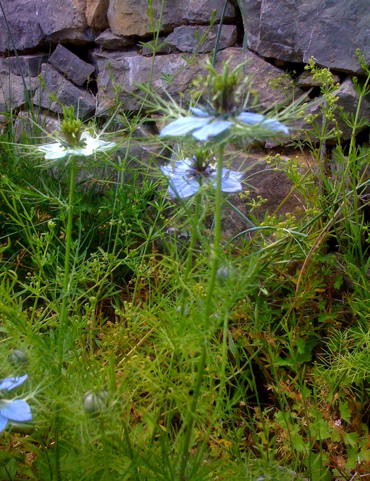 nigelle-de-damas_c04651b0-6148-481f-82e7-eb959ba864c0.jpg