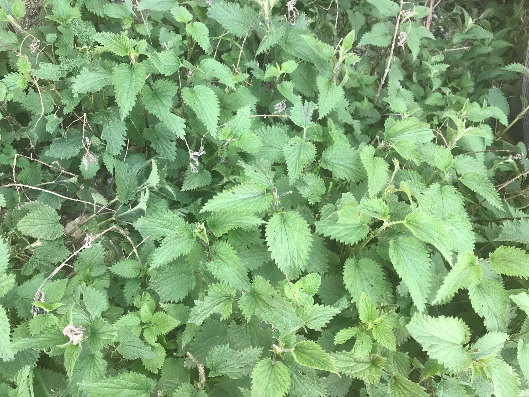 ortie piquante en feuilles Pyrénées Orientales