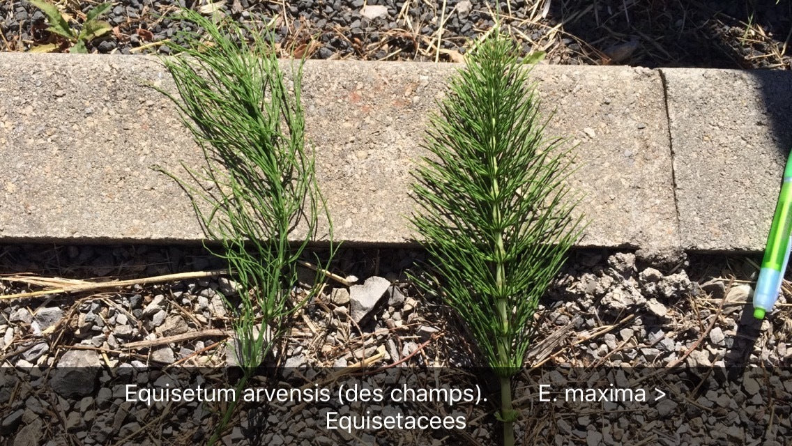 pre-les-equisetum-arvensis-et-maxima-equisetace-es.jpg