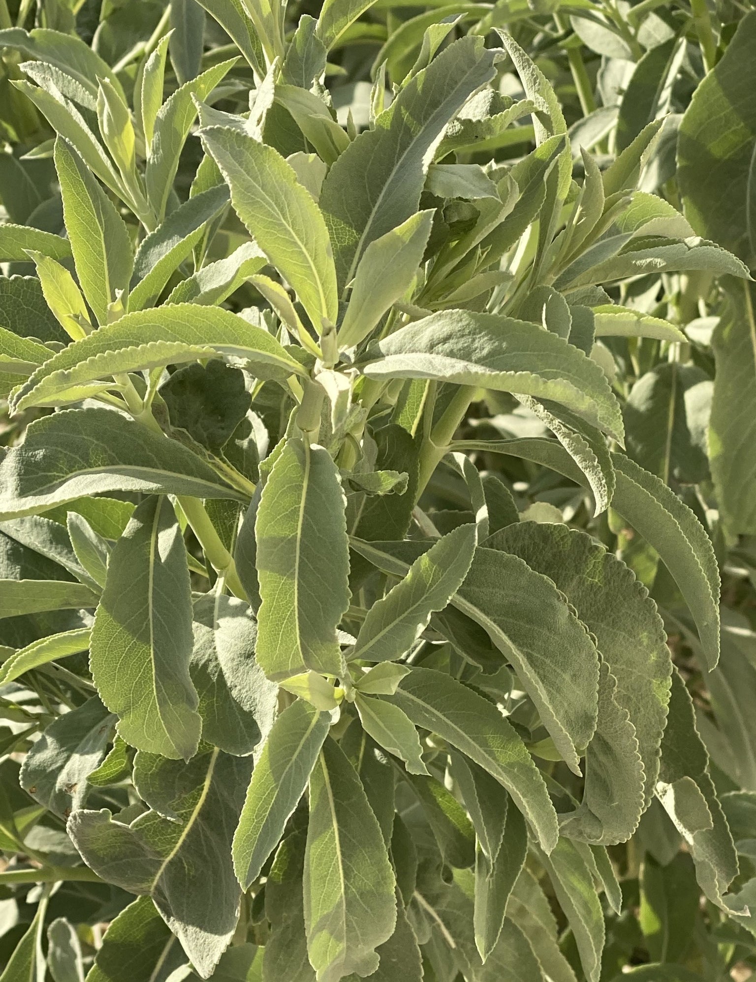 sauge-blanche-salvia-apiana-feuilles-fumigation-made-in-france-pyrenees-orientales-jardin-de-l-herboriste-slow-flower-zero-empreinte-carbone-km0.jpg