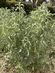 Encens de Sauge Blanche (Salvia apiana, dite de Californie) - 100% naturel - Cultivée en France