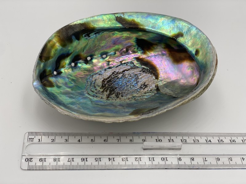 Coquille d'ormeau (abalone) naturelle 16-18 cm