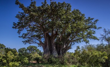 Recette : jus de fruits revitalisant à la poudre de baobab ! – L